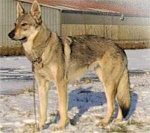 Dog Photo