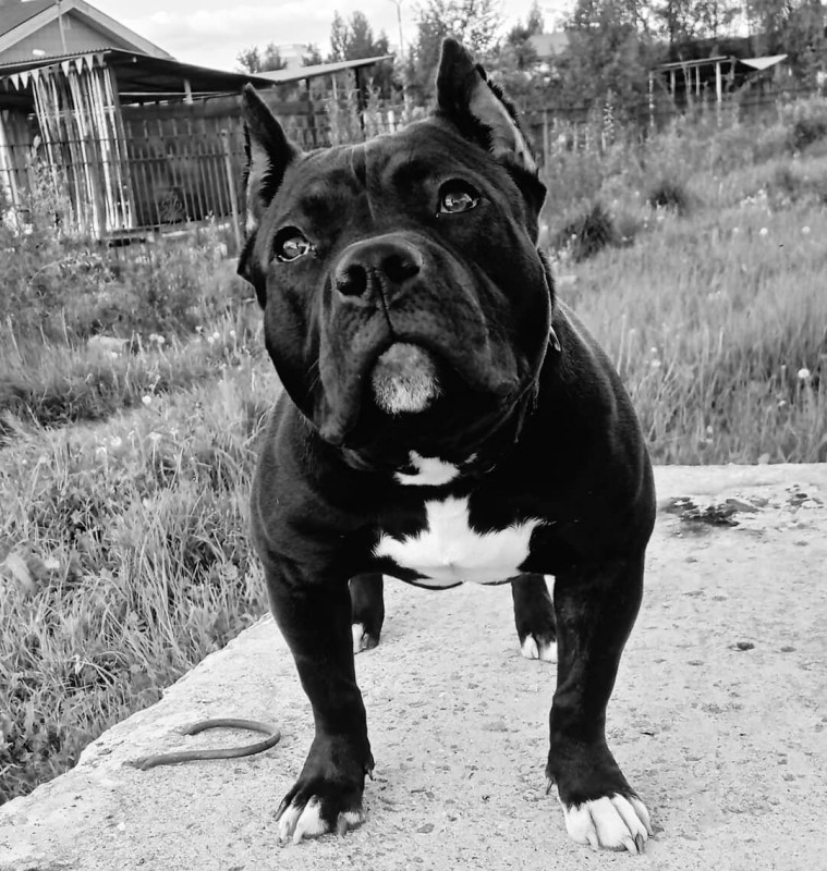 Dog Photo
