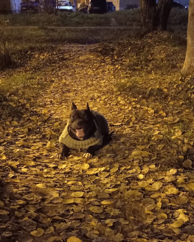 Dog Photo