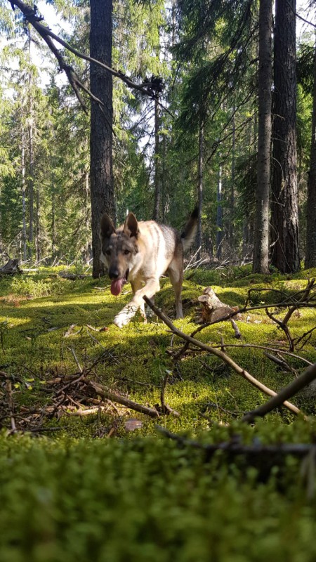 Dog Photo