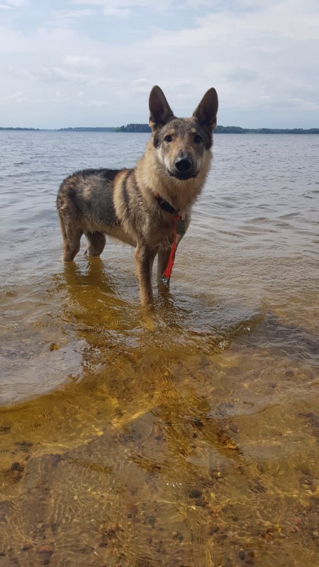 Dog Photo