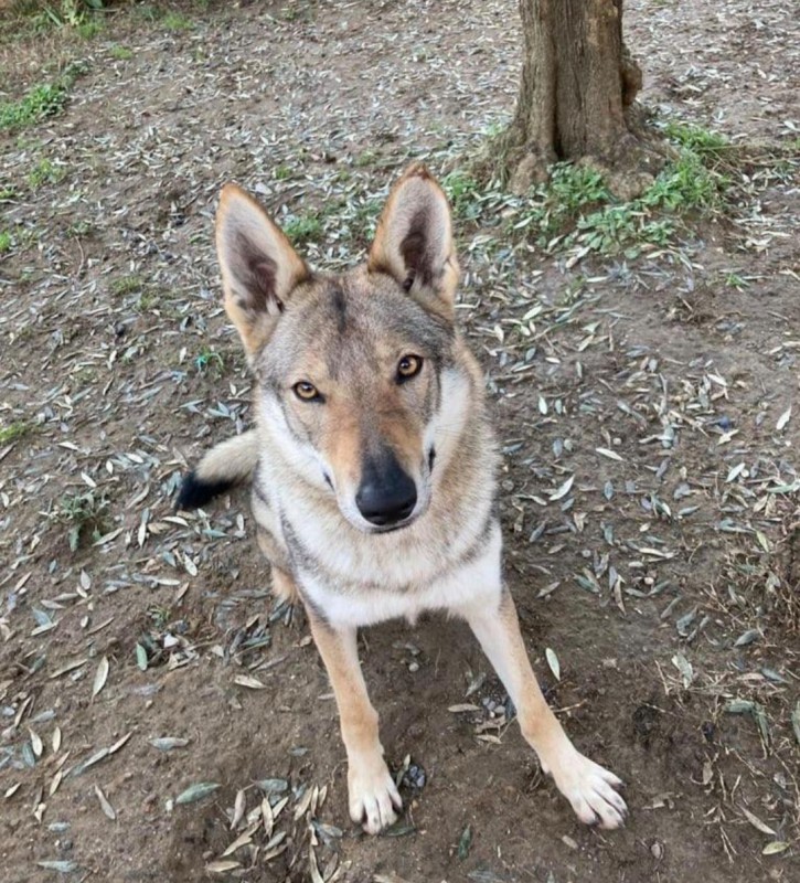 Dog Photo