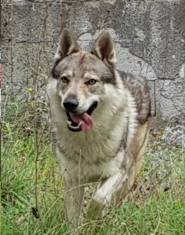 Dog Photo