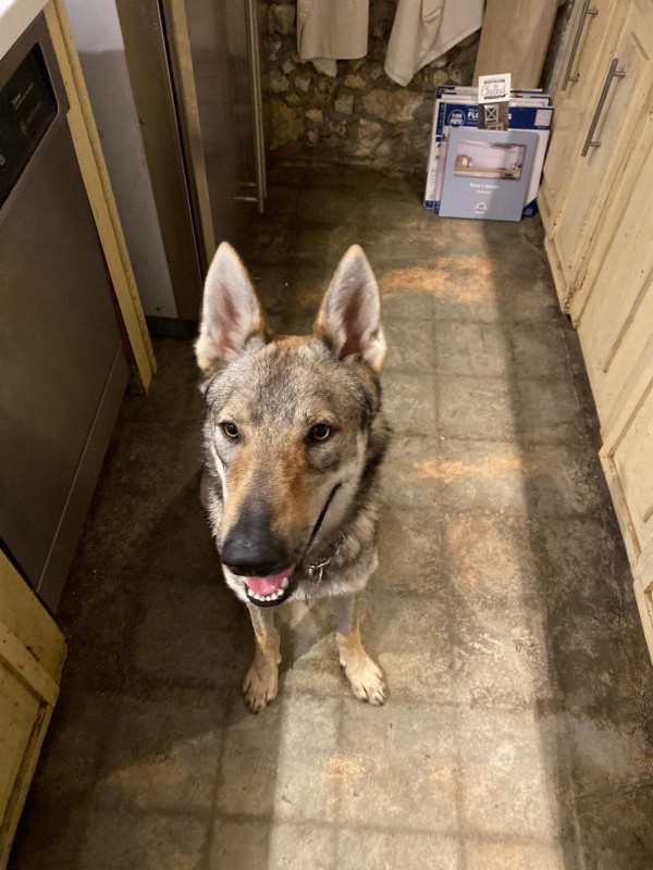 Dog Photo