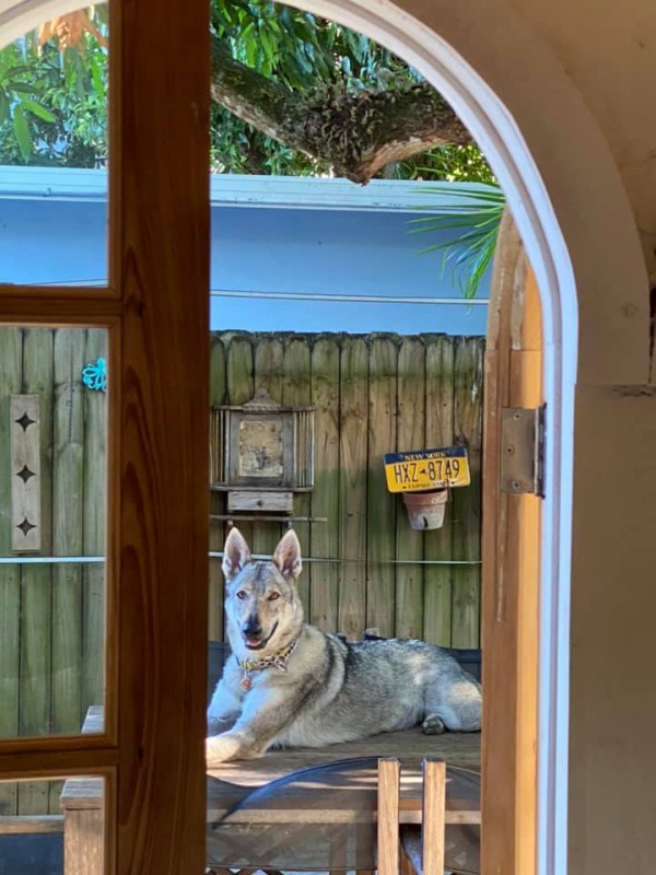 Dog Photo