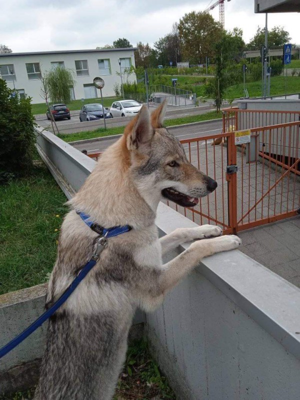 Dog Photo