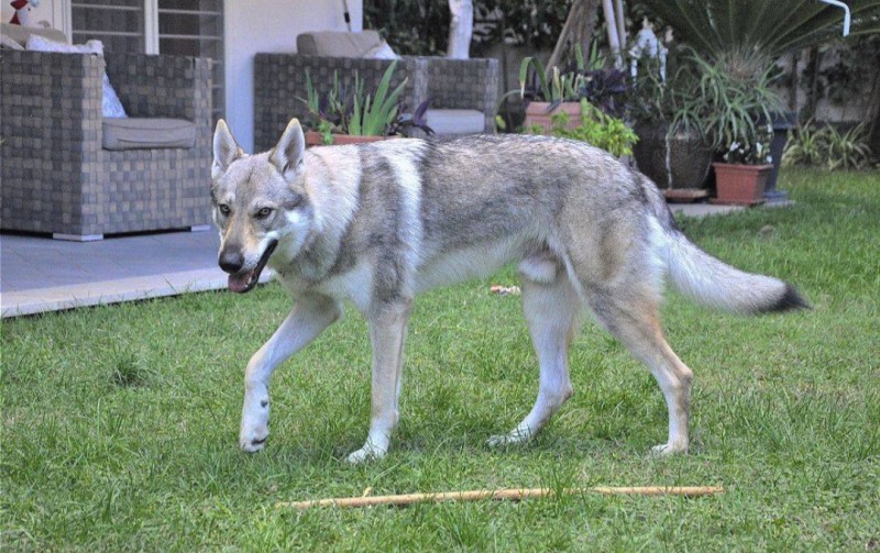 Dog Photo