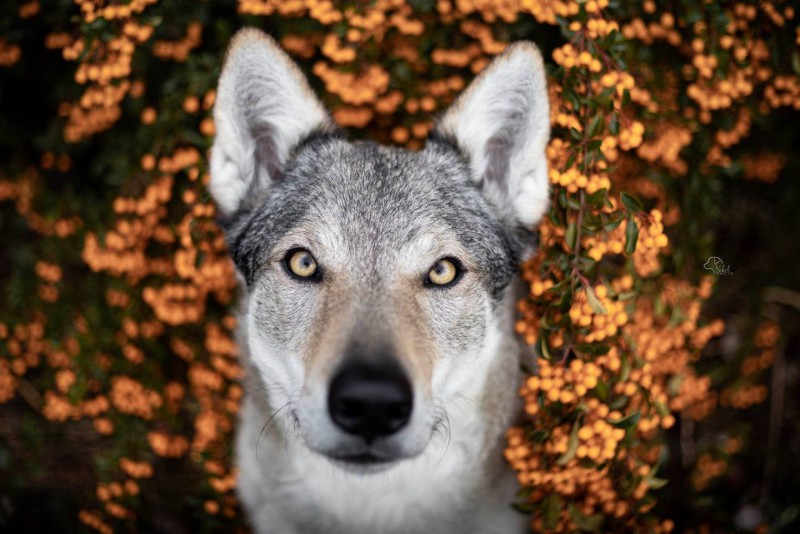 Dog Photo