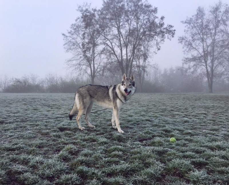 Dog Photo