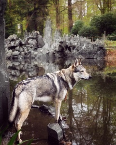 Dog Photo