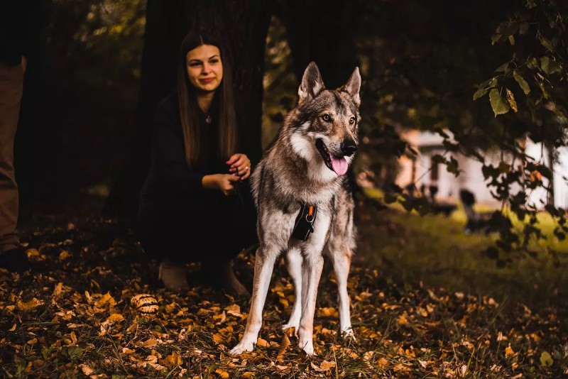 Dog Photo