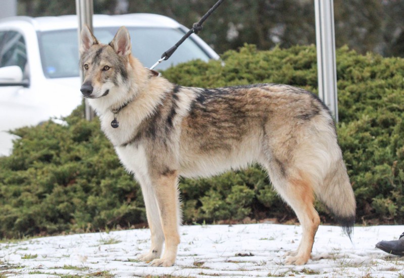 Dog Photo