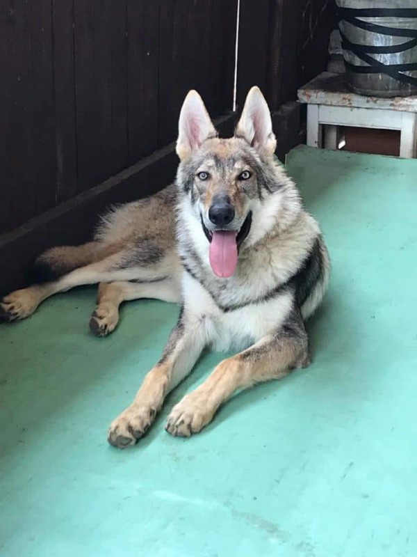 Dog Photo
