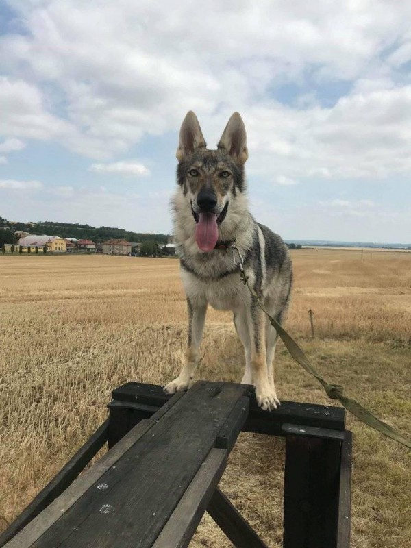 Dog Photo