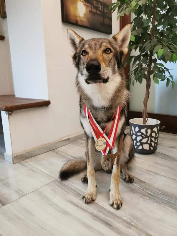 Dog Photo