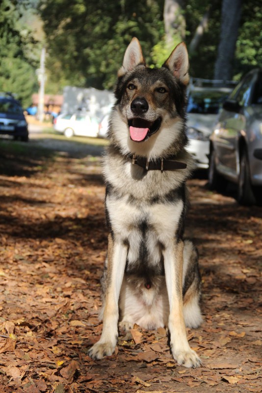 Dog Photo