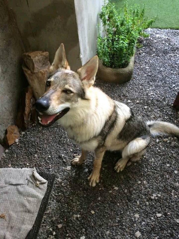 Dog Photo