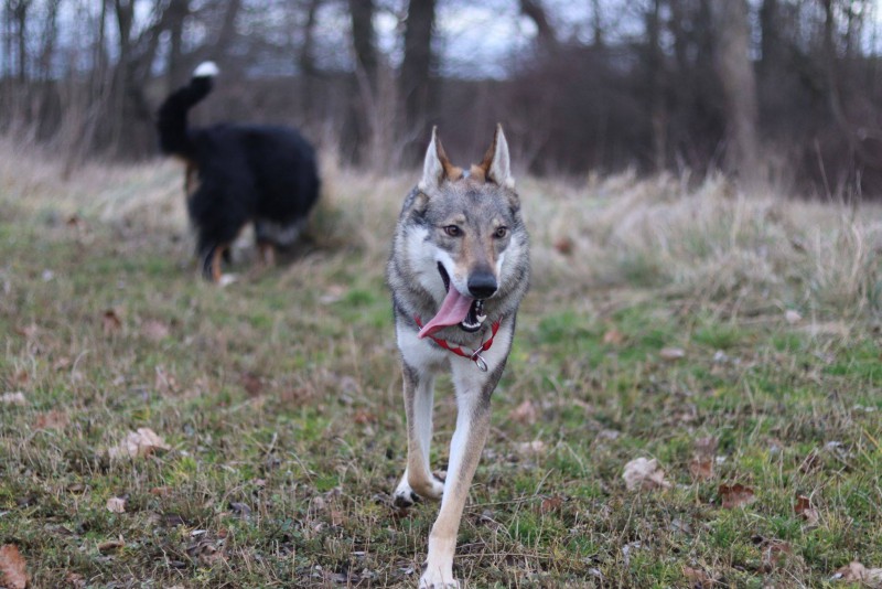 Dog Photo