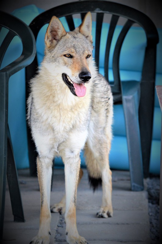 Dog Photo
