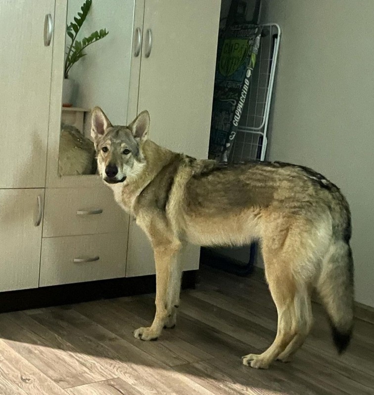 Dog Photo