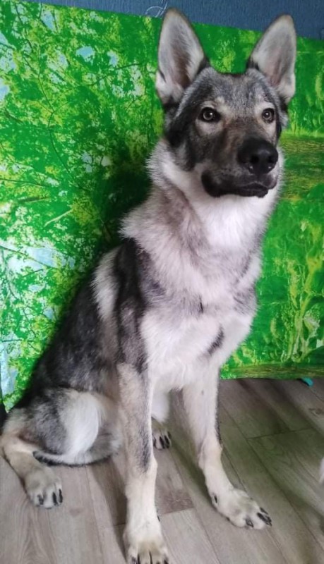 Dog Photo