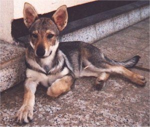 Dog Photo