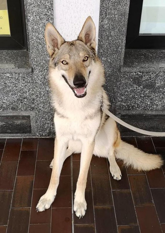 Dog Photo