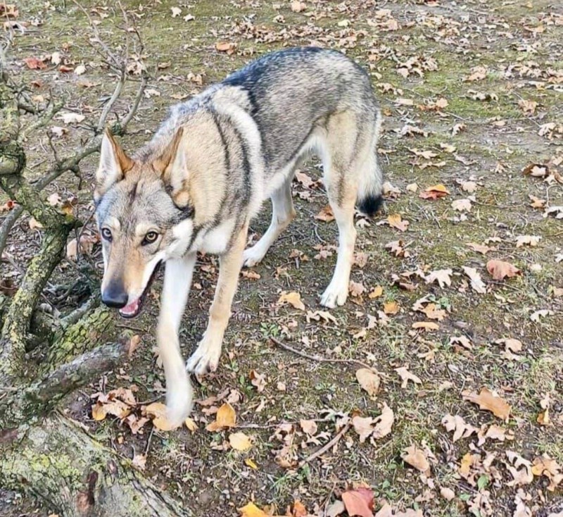 Dog Photo