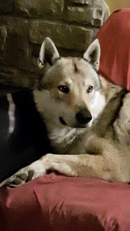 Dog Photo