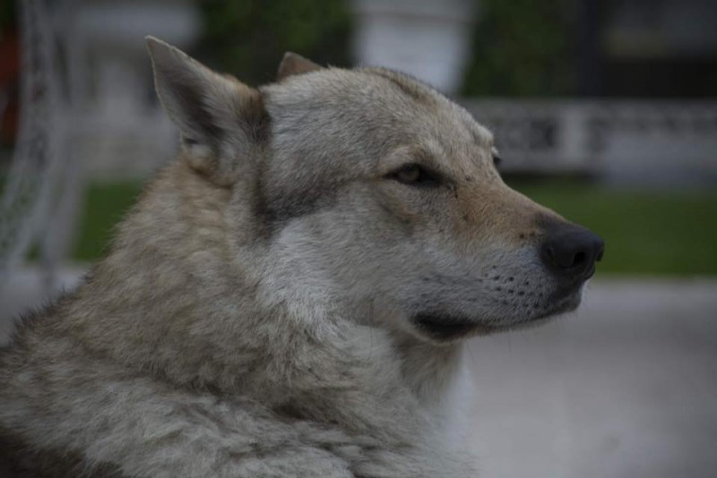 Dog Photo