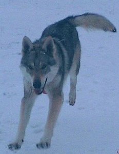Dog Photo