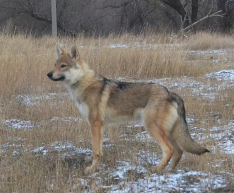 Dog Photo