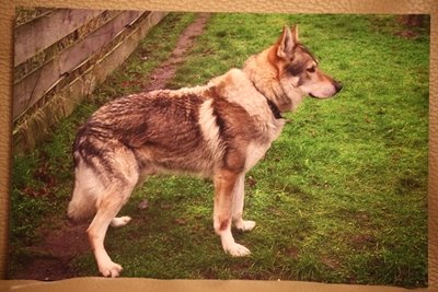Dog Photo