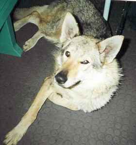 Dog Photo