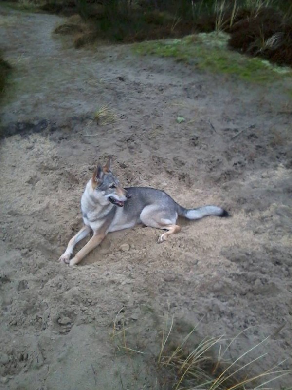 Dog Photo
