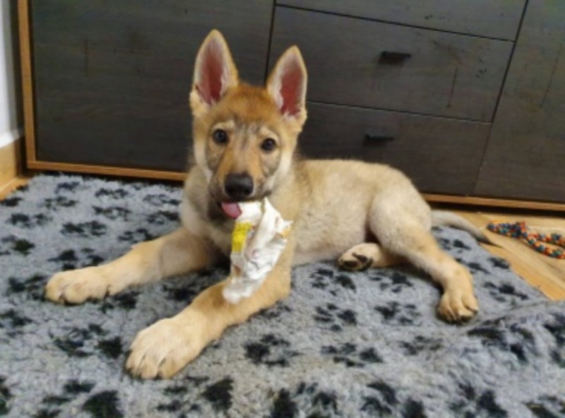 Dog Photo