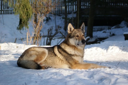 Dog Photo