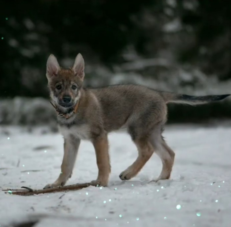 Dog Photo
