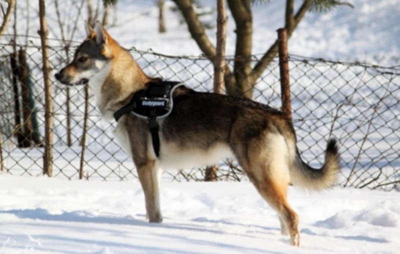 Dog Photo