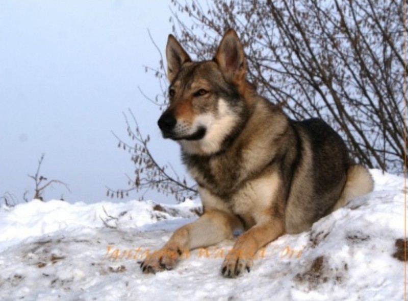Dog Photo
