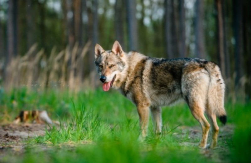 Dog Photo