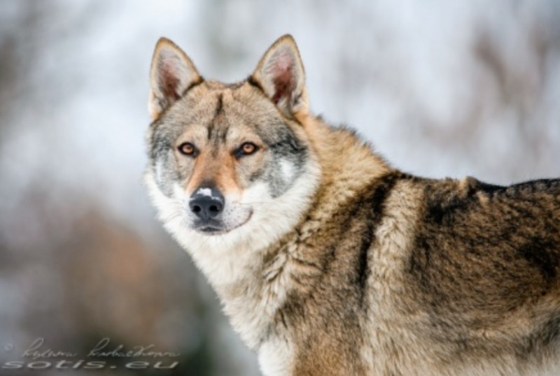 Dog Photo