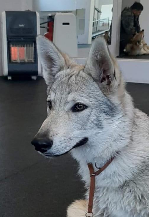 Dog Photo