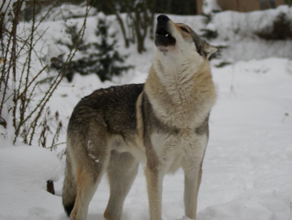 Dog Photo