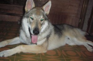 Dog Photo
