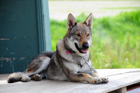 Dog Photo
