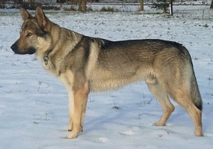 Dog Photo