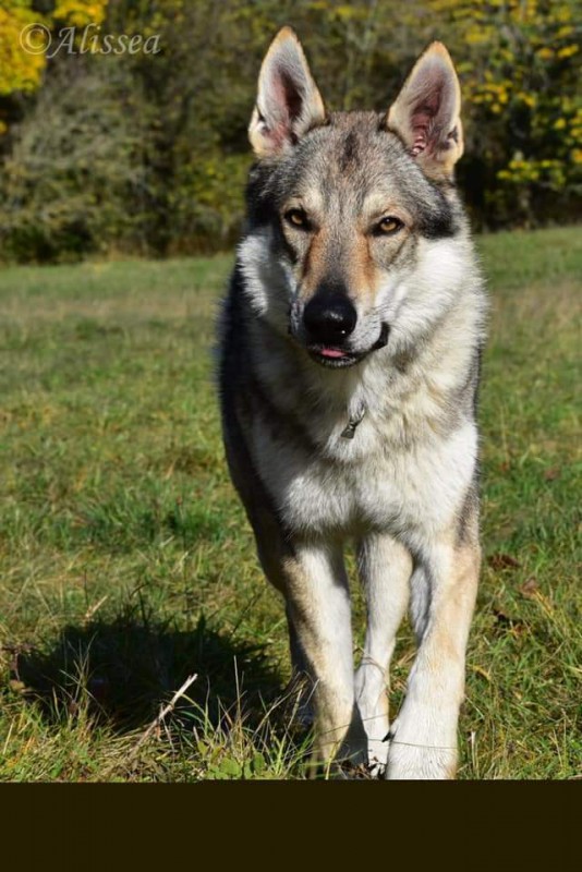 Dog Photo