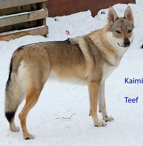 Dog Photo