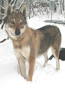 Dog Photo